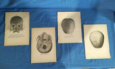 Lotto 4 Stampe Anatomiche