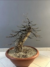 Pre Bonsai Quercia Da Sughera