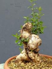 Bonsai Olivastro 25x10cm