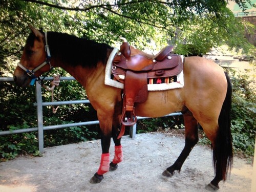 Sella reining tex tan 16 - reining,