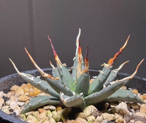 Rara pianta cactus agave - rara,