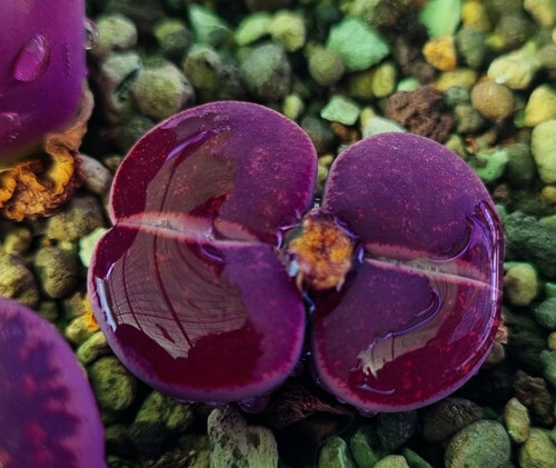 Lithops lesliei cherry - lithops, 15