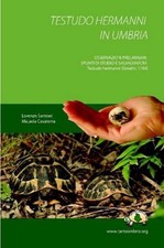 Testudo Hermanni in Umbria by