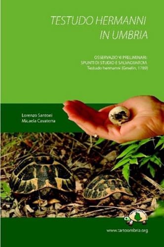 Testudo hermanni umbria - testudo, by