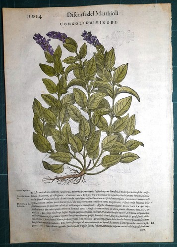 Stampa antica mattioli - stampa,