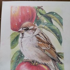 Disegno su carta 7"x9,8"