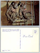 Cartolina gorilla parco