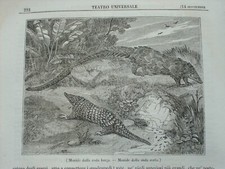 Pangolino  - dell'Assenzio - antica rivista originale Teatro Universale del 1839