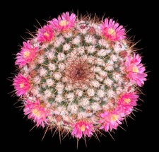 Mammillaria canelensis seeds - canelensis,