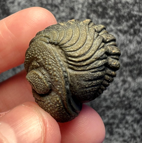 Moroccops trilobite fossil - sp.,