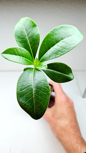 Pachypodium decaryi - , ️