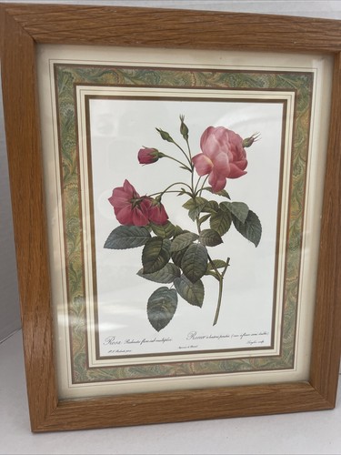Stampa redoute rosa reclinata - redoute,