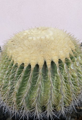 Cuscino della suocera - cuscino,