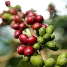 Semi di Caffè Sidra Rosso 120