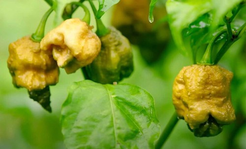 Pepper unofficial world - -,