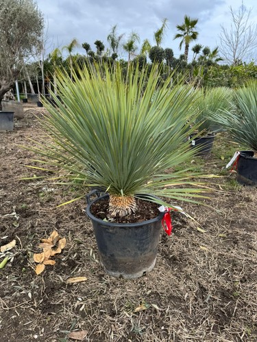Yucca rostrata vaso 40cm - , h