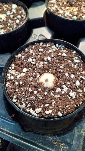 Massonia pustulata succulente