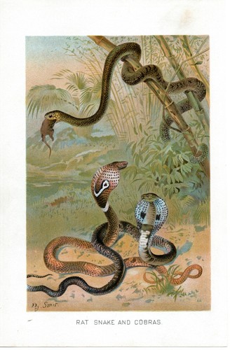 1905 cromolitografia serpenti - 1905,