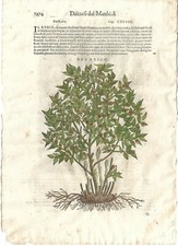 Stampa antica MATTIOLI