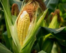 SEMI DI MAIS DOLCE GIALLO - Granoturco || Raccolti a mano