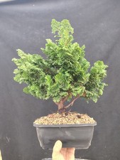 Bonsai Di Cipresso giapponese