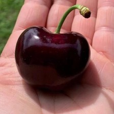 PRUNUS AVIUM - CILIEGIO DURONE DI VIGNOLA - FRUTTI ENORMI, 5 SEMI