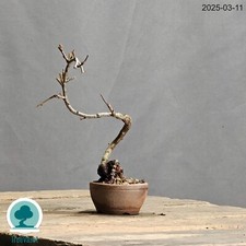 Bonsai Chaenomeles Japonica