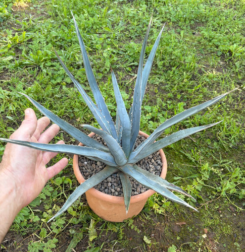 Agave xylonacantha pianta da - -,
