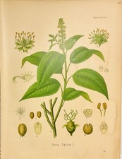 Croton Tiglium 1886 botanica