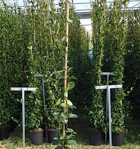 Gelsomino trachelospermum - gelsomino,