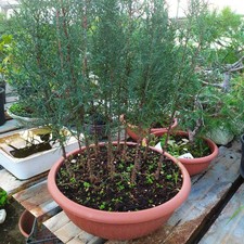 Bonsai cipressi toscano - cipressi,