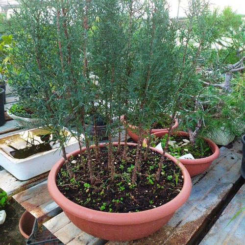 1bonsai cipressi toscano - cipressi,