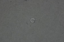 Universal Geneve 285 - 287 - 292 - 385 part 450 Renvoir Setting wheel Rinvio NOS