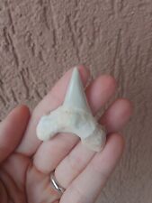 Fossili * DENTE DI SQUALO FOSSILE 