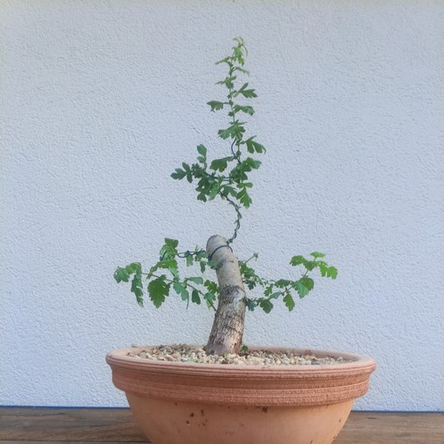Bonsai crataegus monogyna - bonsai,