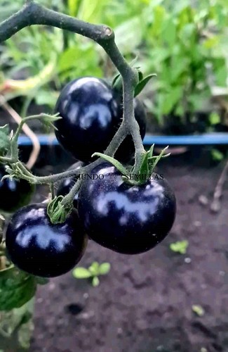 Pomodoro più nero - , mondo