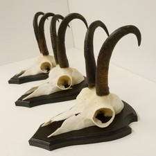 3 Pezzi Di Corna Di Camoscio