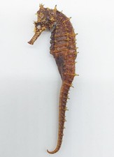 Cavalluccio Marino Naturale