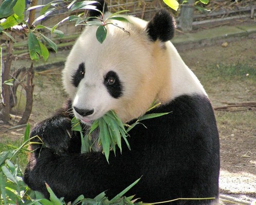 Orso panda gigante lucido 8x10 - orso,