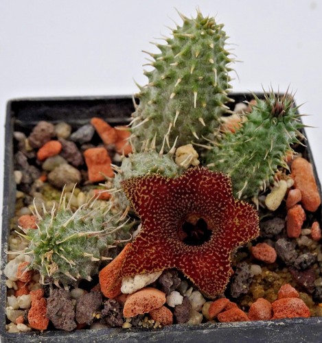 Cactus huernia - -,