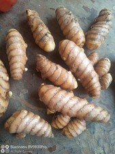 250 gr di Curcuma fresca per