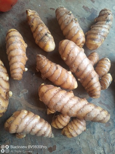450 curcuma fresca per - 450,
