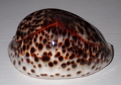 108 huge cypraea - huge, tigris