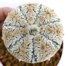 Astrophytum asterias cv
