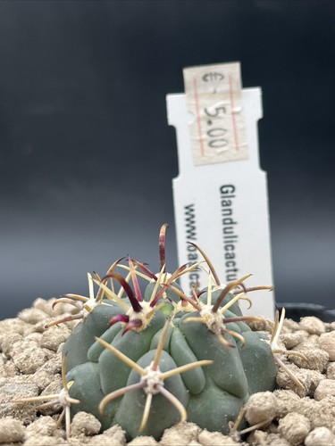 Glandulicactus - glandulicactus, (sclerocactus)