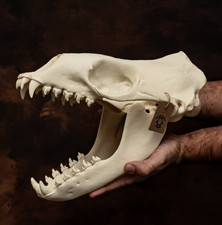 Leopard Seal Skull New