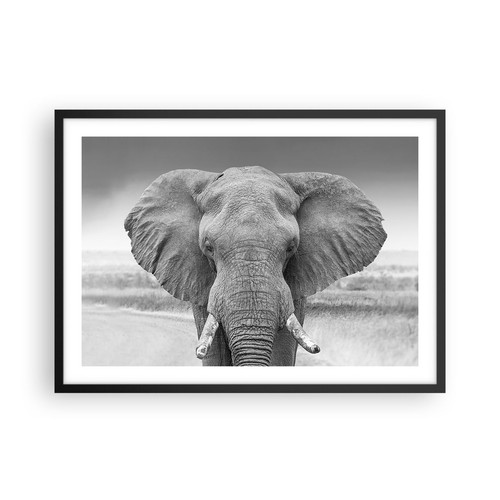 Poster 70x50cm elefante - poster, africa