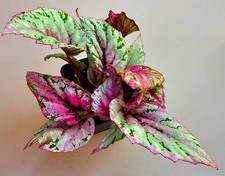 Bellissima Begonia ibrida K334