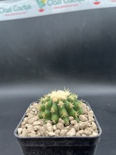 Echinocactus grusonii - Grow
