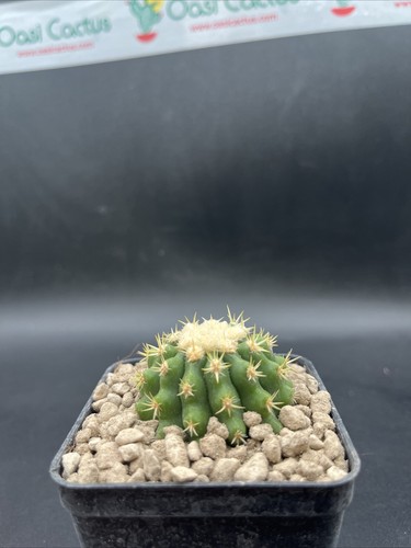 Echinocactus grusonii grow - echinocactus,